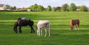 Paarden bij de buren